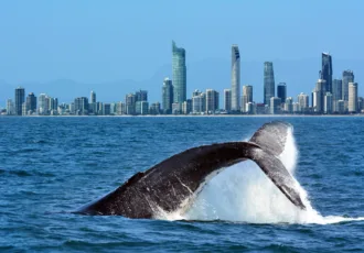 Sinds de commerciële vangst in Australië in de jaren zestig is verboden, hebben bultruggen een geweldige comeback gemaakt.