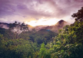 Maar liefst 63% van alle sinds 2001 gekapte regenwoud in Brazilië verdween voor de aanleg van akkers voor veevoer.