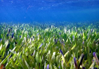 De West-Australische zeegrasweide in Shark Bay, de grootste plant ter wereld.